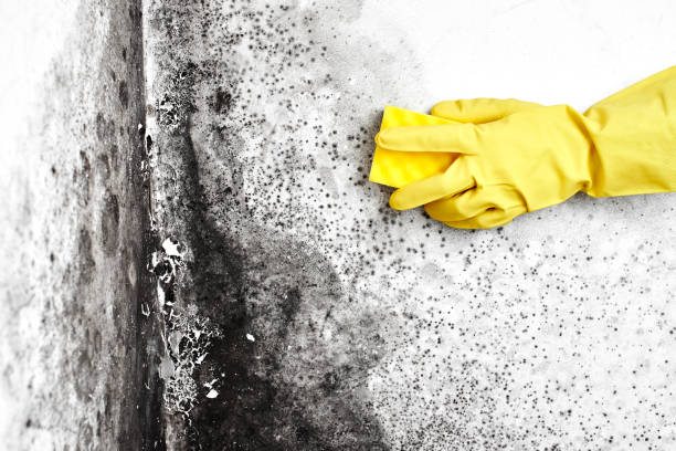 Mold Removal Process in Short Pump, VA