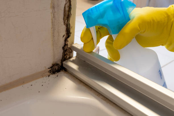 Professional Mold Removal in Short Pump, VA