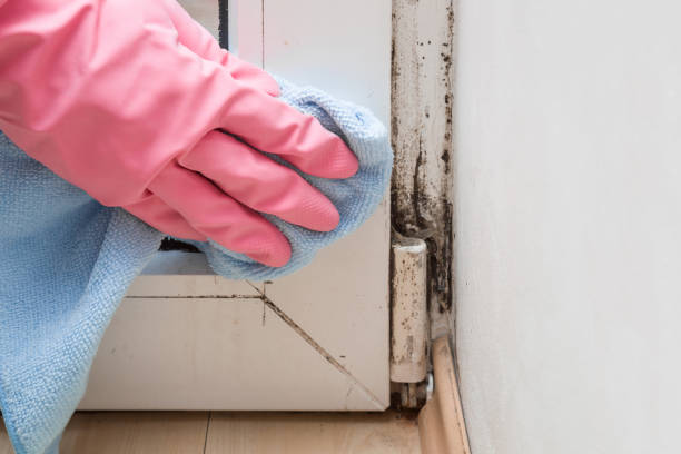 Best Professional Mold Removal  in Short Pump, VA