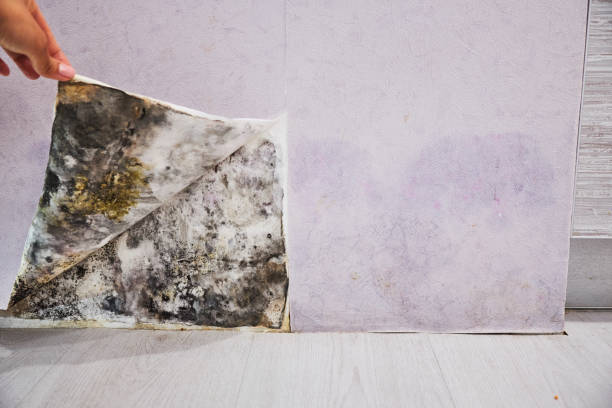 Best Same-Day Mold Removal  in Short Pump, VA